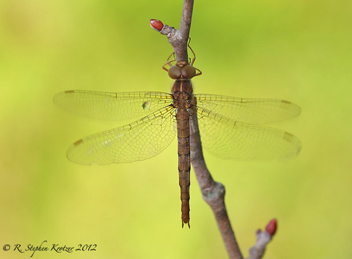 Neurocordulia virginiensis, female